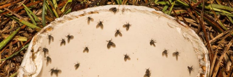 What Are Drain Flies