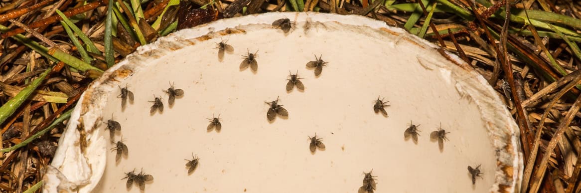 What Are Drain Flies